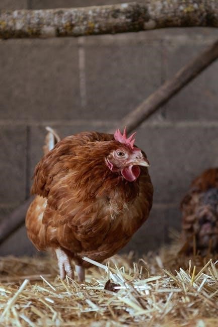 complete list of chicken breeds with pictures pdf