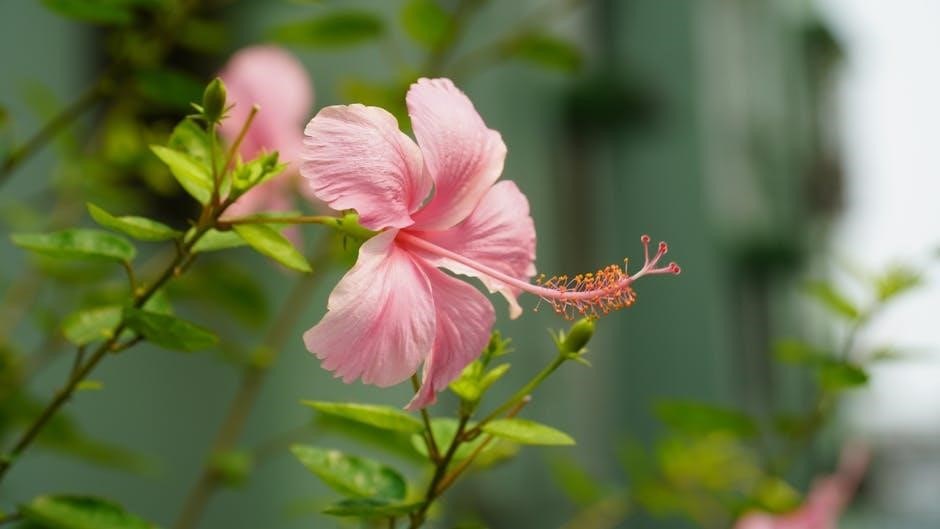 purple hibiscus pdf book